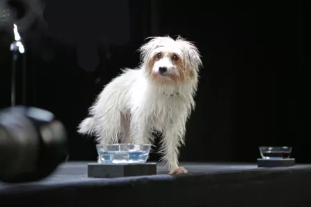 Hund Wasserkampagne