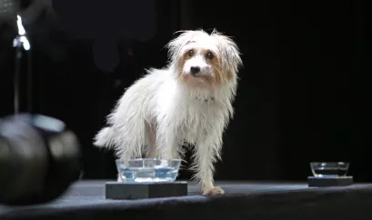 Hund Wasserkampagne